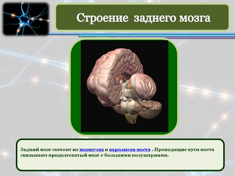 Задний мозг состоит из мозжечка и варолиева моста . Проводящие пути моста связывают продолговатый